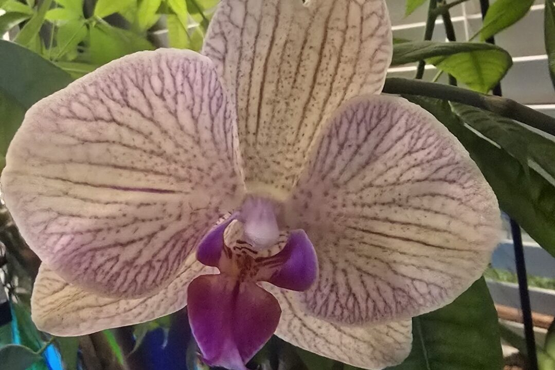 Biohack Health With Indoor Plants + Easy to Care For Indoor Plants